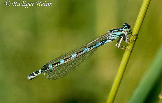 Coenagrion mercuriale (Helm-Azurjungfer) Weibchen, 31.5.1994 (Scan vom Dia)