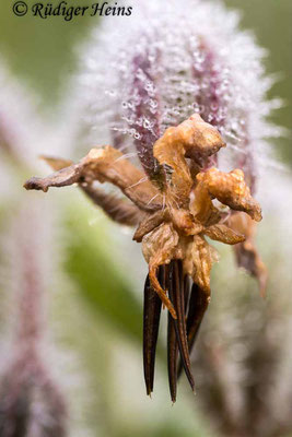 Borretsch (Borago officinalis), 3.11.2021 - Lupenobjektiv 65mm f/2.8