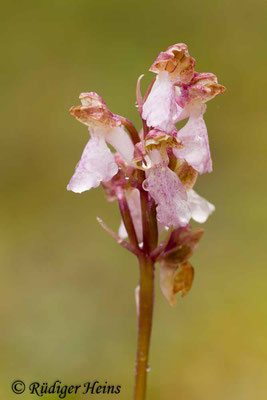 Orchis spitzelii (Spitzel's Knabenkraut), 31.5.2014