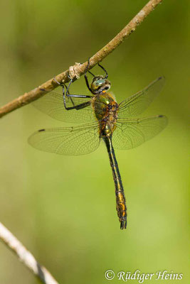 Cordulia aenea (Falkenlibelle) junges Männchen, 7.5.2018