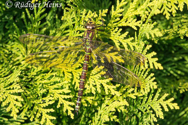 Aeshna cyanea (Blaugrüne Mosaikjungfer) Weibchen, 12.9.2023