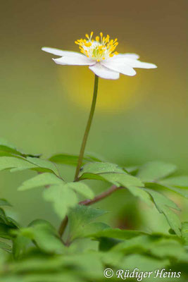 Buschwindröschen (Anemone nemorosa), 6.4.2024 - Pentacon 200mm f/4