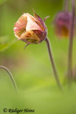 Geum rivale (Bach-Nelkenwurz)