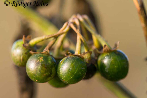 Solanum nigrum (Schwarzer Nachtschatten) Beeren, 16.11.2018