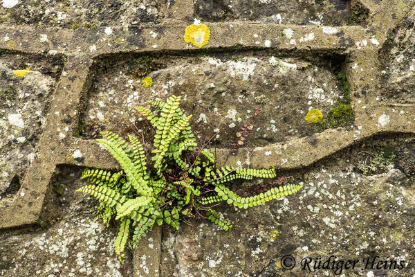 Asplenium trichomanes (Braunstieliger Streifenfarn), 9.10.2022