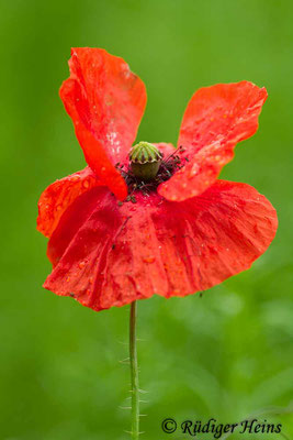 Papaver rhoeas (Klatschmohn), 15.6.2012