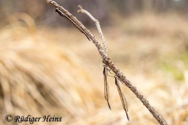 Von ursprünglcih vier Exemplaren der Gemeinen Winterlibelle tauchten nach der Schneeschmelze nur drei wieder auf