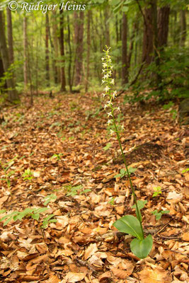 Platanthera chlorantha  (Grünliche Waldhyazinthe), 10.6.2016