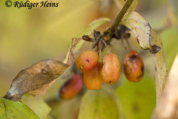 Cornus mas (Kornelkirsche) Beere, 29.9.2025