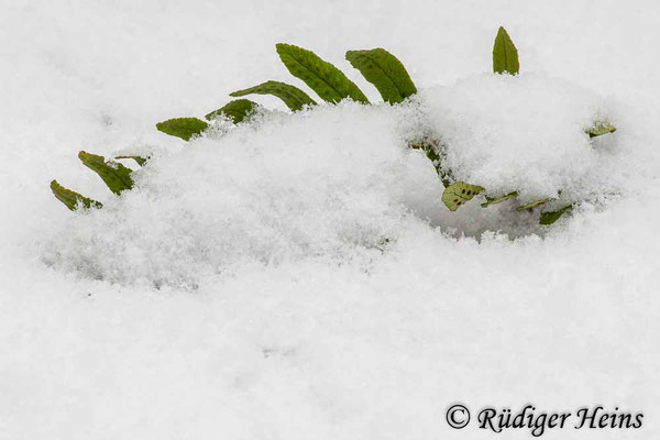 Polypodium vulgare (Gewöhnlicher Tüpfelfarn), 22.12.2012