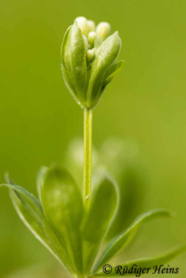 Galium odoratum (Waldmeister), 8.5.2021