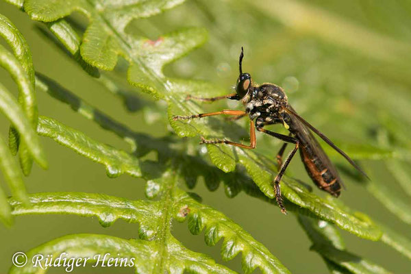 Dioctria rufipes (Höcker-Habichtsfliege) Weibchen, 20.6.2066