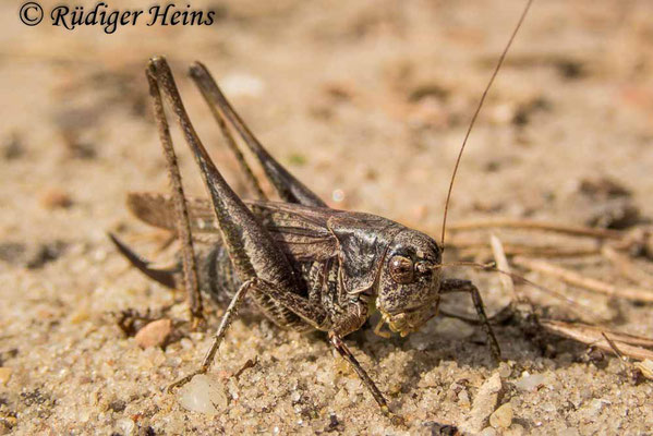 Platycleis albopunctata (Westliche Beißschrecke) Weibchen, 17.9.2020