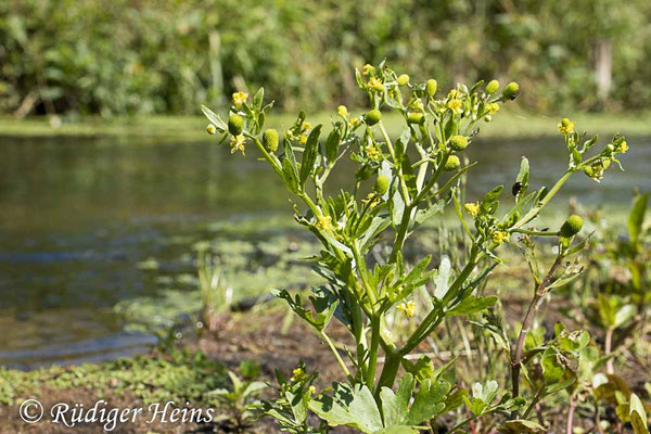 Ranunculus sceleratus (Gift-Hahnenfuß)