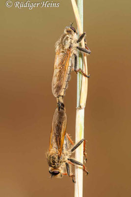 Echthistus rufinervis (Berserkerfliege) Paarung