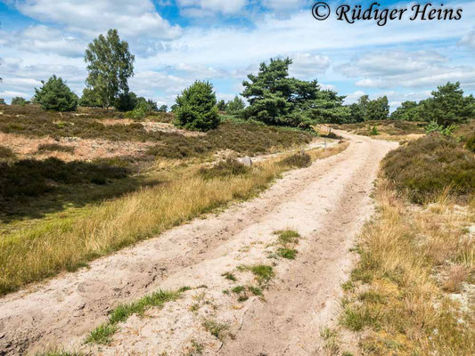 Philonicus albiceps (Sand-Raubfliege) Habitat, 30.7.2020