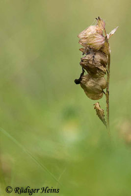 Rhinanthus angustifolius (Großer Klappertopf), 2.9.2021