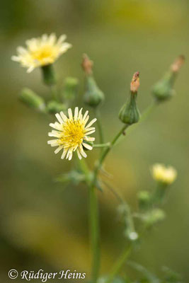 Sonchus oleraceus (Kohl-Gänsedistel), 21.8.2020