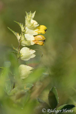 Rhinanthus angustifolius (Großer Klappertopf), 24.8.2021