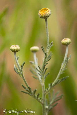 Anthemis tinctoria (Färberkamille)