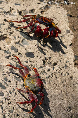 Grapsus adscensionis (Rote Felsenkrabbe)