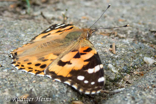 Vanessa cardui (Distelfalter), 9.8.2019