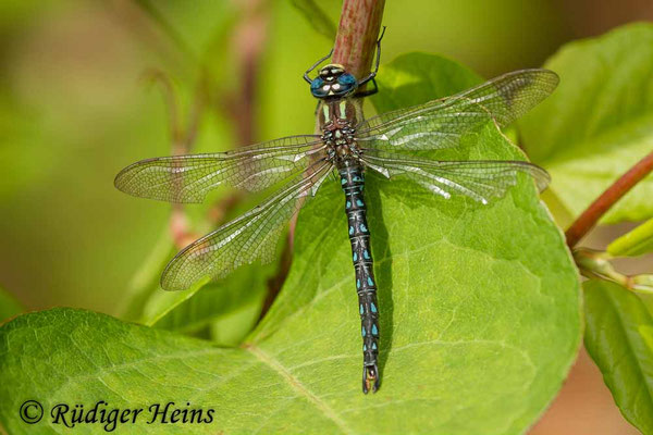 Brachytron pratense, Früher Schilfjäger, Männchen