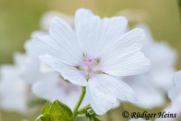 Malva alcea (Rosen-Malve), 26.6.2022