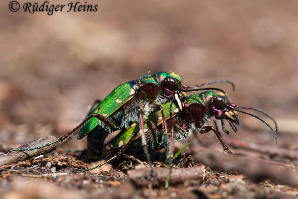 Cicindela campestris (Feld-Sandlaufkäfer) Paarung, 31.5.2021