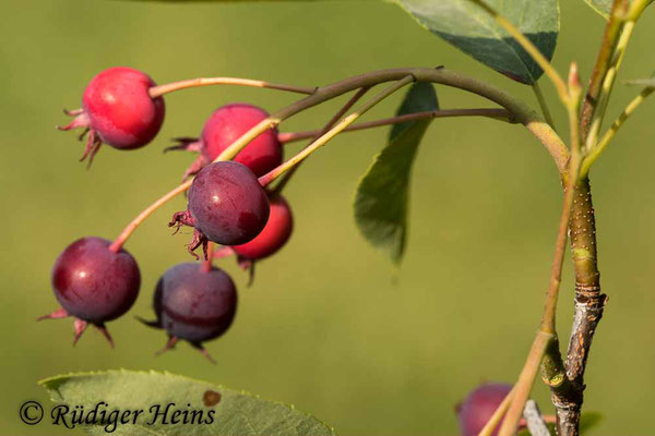 Amelanchier ovalis (Gewöhnliche Felsenbirne), 26.6.2020