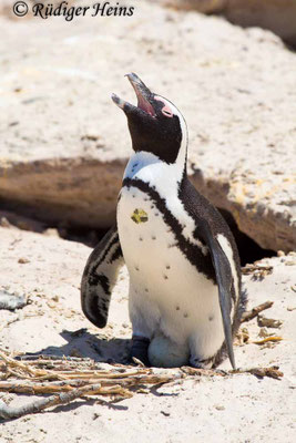 Spheniscus demersus (Brillenpinguin), 17.1.2019