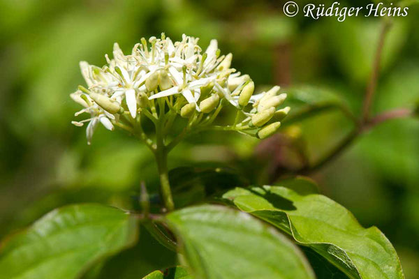 Cornus sanguinea (Roter Hartriegel), 2.6.2020
