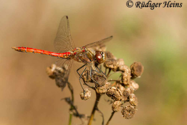 Sympetrum vulgatum (Gemeine Heidelibelle) Männchen, 22.8.2013