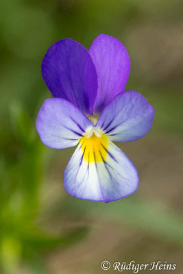 Viola tricolor (Wildes Stiefmütterchen), 26.6.2024