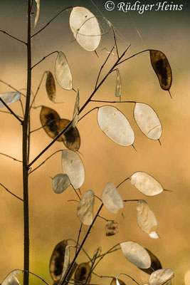 Lunaria annua (Einjähriges Silberblatt), 19.9.2020