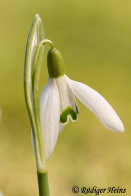 Galanthus nivalis (Schneeglöckchen)