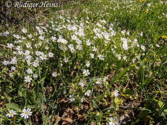 Stellaria holostea (Große Sternmiere), 21.4.2020