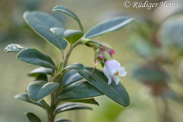 Preiselbeere (Vaccinium vitis-idaea) Blüte, 15.10.2022 - Pentacon 200mm f/4