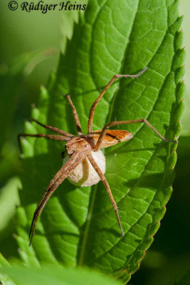 Pisaura mirabilis (Listspinne)