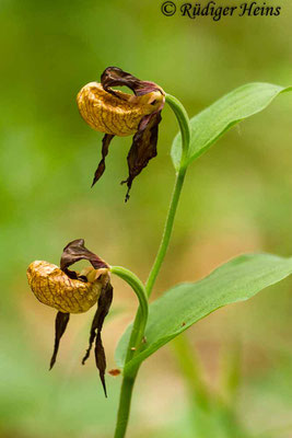 Cypripedium calceolus (Gelber Frauenschuh), 10.6.2016