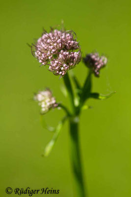 Valeriana officinalis, Echter Baldrian
