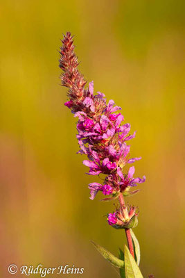 Lythrum salicaria (Gewöhnlicher Blutweiderich), 25.7.2019