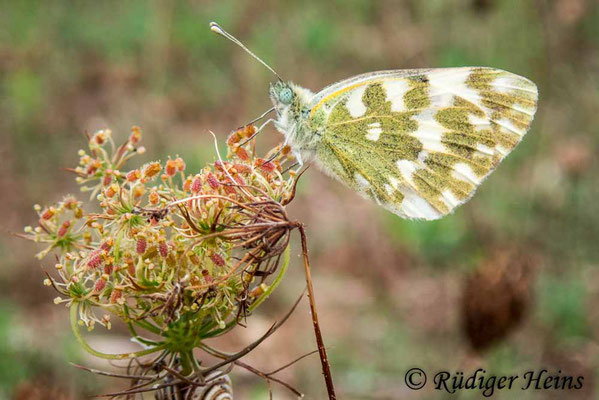 Pontia edusa (Resedafalter), 24.9.2019