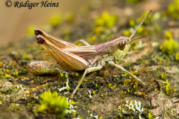 Pseudochorthippus parallelus (Gemeiner Grashüpfer) Männchen, 12.9.2017