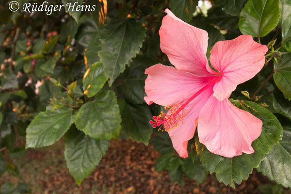 Hibiscus rosa-sinensis (Chinesischer Roseneibisch), 14.10.2021