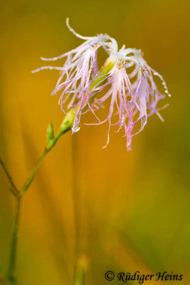 Dianthus superbus (Prachtnelke), 1.9.2016