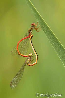 Ceriagrion tenellum (Scharlachlibelle) Paarung, 4.7.2021