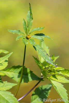 Bidens frondosus (Schwarzfrüchtiger Zweizahn), 22.7.2023