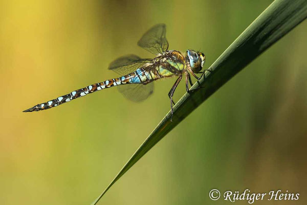 Aeshna mixta, Herbst-Mosaikjungfer, Männchen