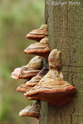 Fomes fomentarius (Zunderschwamm), 16.12.2017